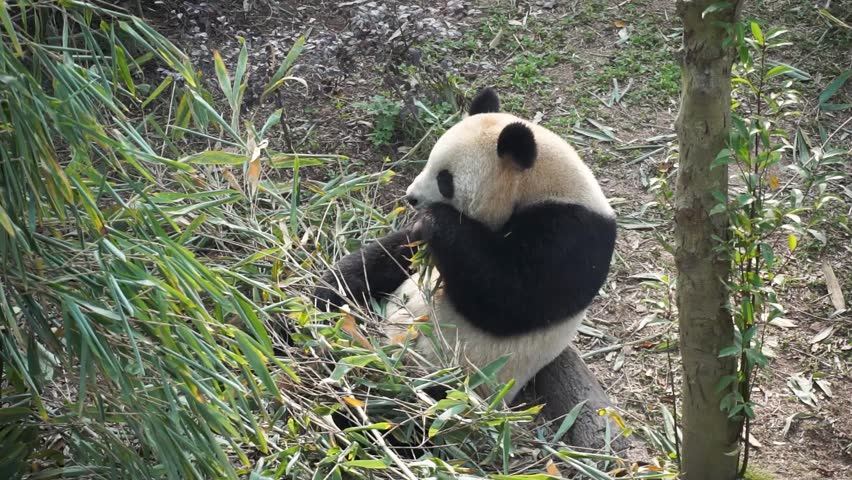 Close-up of giant panda eating fresh bamboo while sitting on log surrounded by green plants at Chengdu Research Base, China