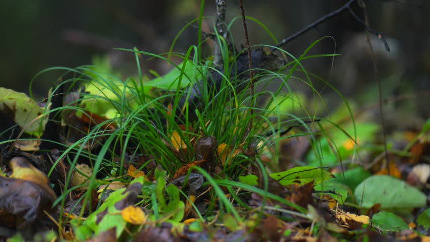 Green forest with fallen yellow leaves on the ground