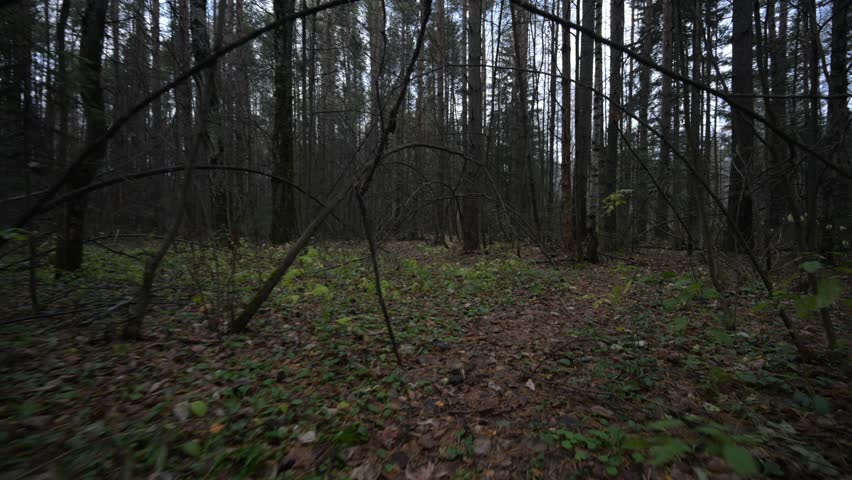 Green forest with fallen yellow leaves on the ground