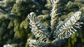 Close up view orbiting around a frost and hoar covered spruce or pine tree branch during a sunny winter day with bokeh blurry background and shallow depth of field. White spruce needles are beautiful. - Powered by Shutterstock - Get 15% off with code: PIKWIZARD15