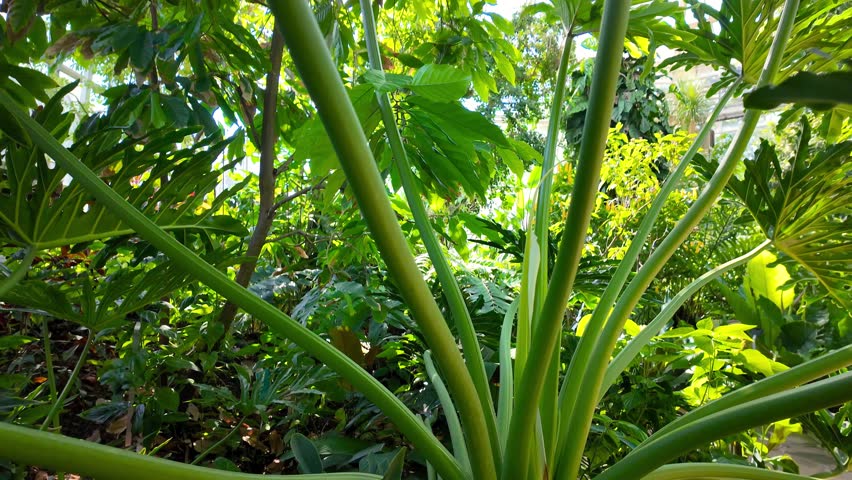 Close up view of Tropical plans in Green house such as Philodendron known as Elephant