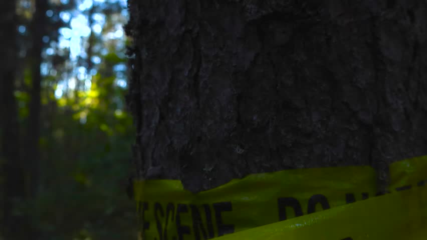Close up glide over a yellow colored police forensic evidence crime scene tape wrapped around a large pine tree in a sunny summer or autumn spring forest. Bokeh blurry background, shallow depth field.