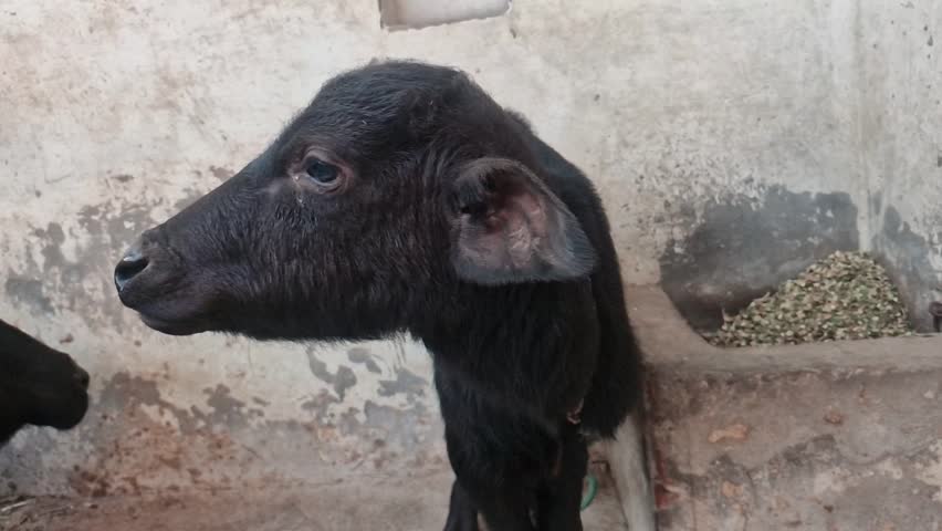 An adorable black water buffalo calf stands looking directly at the camera on a concrete floor next to a wall
