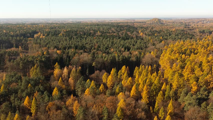 Top view of forest in autumn light