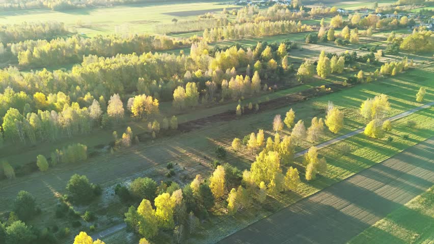 Green meadow and yellow trees from above
