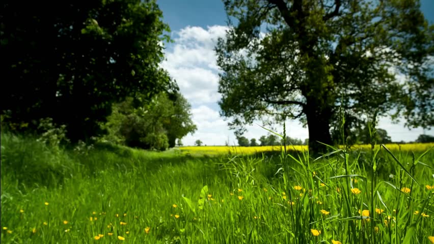Green Meadow With Trees And Wild Grass On Sunny Day