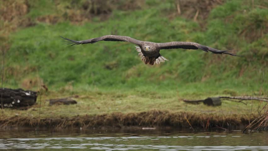 White-tailed eagle in flight grab prey out of river and BEAUTIFUL video 
