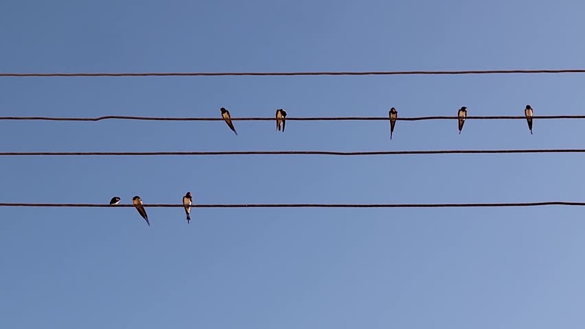 Barn swallows perched on electric wires under a clear sky, gently chirping together. A calm wildlife moment perfect for nature documentaries, bird studies, and educational media.