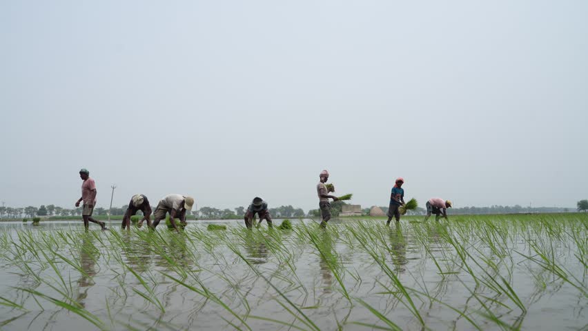 Indian labor group working at rice agriculture field 