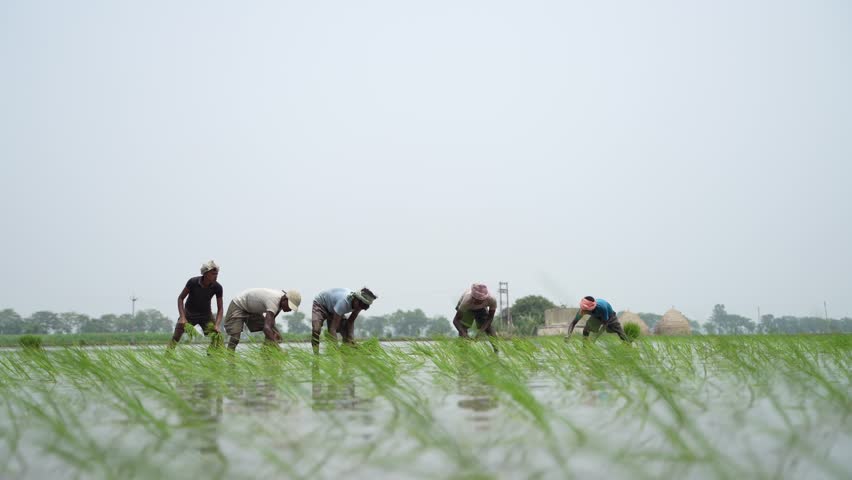 Indian labor group working at rice agriculture field 