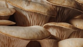 Macro timelapse mushrooms growing near moss-covered tree bark. Close-up fungi smooth beige caps and delicate gills, illuminated with warm natural light. Organic shapes texture, forest atmosphere - Powered by Shutterstock - Get 15% off with code: PIKWIZARD15
