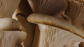 Macro timelapse mushrooms growing near moss-covered tree bark. Close-up fungi smooth beige caps and delicate gills, illuminated with warm natural light. Organic shapes texture, forest atmosphere - Powered by Shutterstock - Get 15% off with code: PIKWIZARD15
