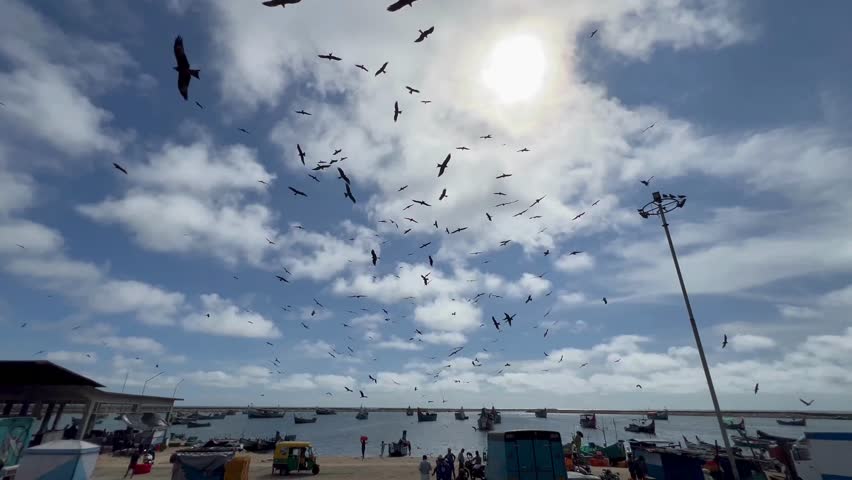 Flock Of Birds Flying Over Coastal Harbor Area