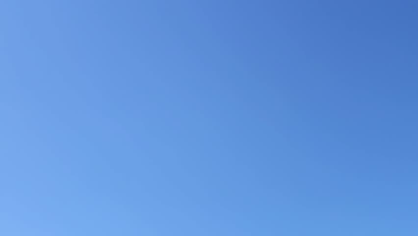 A towering pine tree against a blue sky