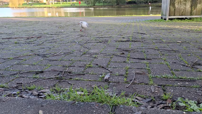 A static shot shows a black-headed gull standing on a paved lakeside area before suddenly taking flight, circling briefly and landing again near the water. Soft park ambience frames this short clip