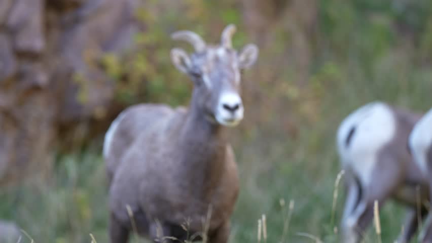 Close up of wild bighorn sheep, deep in a Colorado canyon at sunset, near Cripple Creek and Canyon City.