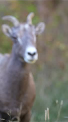 Close up of wild bighorn sheep, deep in a Colorado canyon at sunset, near Cripple Creek and Canyon City.