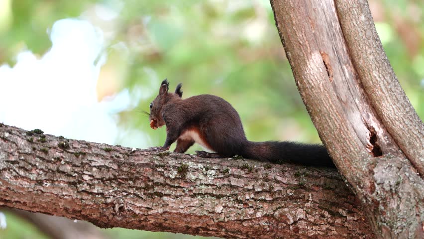 Squirrel Running on a Tree Branch and Escaping with a Nut in Its Mouth - No Audio