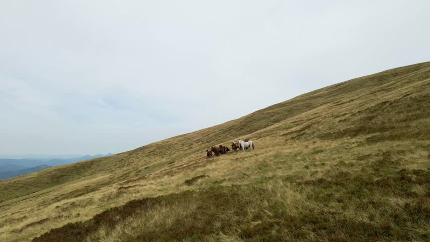 Horses grazing on mountain hillside