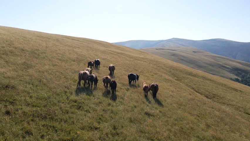 Wild Horses on Mountain Hillside