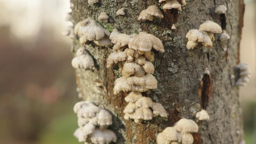 A colony of fungi grows on the trunk of a dead tree