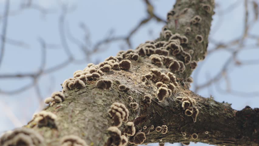 A colony of fungi grows on the trunk of a dead tree