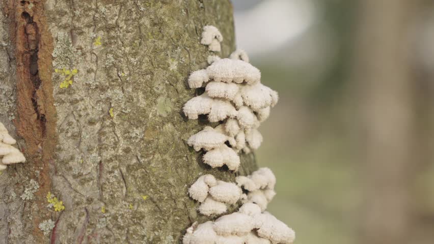 A colony of fungi grows on the trunk of a dead tree