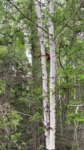 A wild squirrel jumps on the branches of a birch tree in the forest.