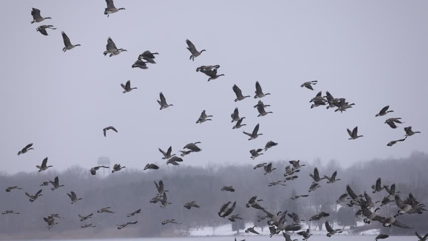 Large Flock of Canadian Geese Flying Over Snowy Lake