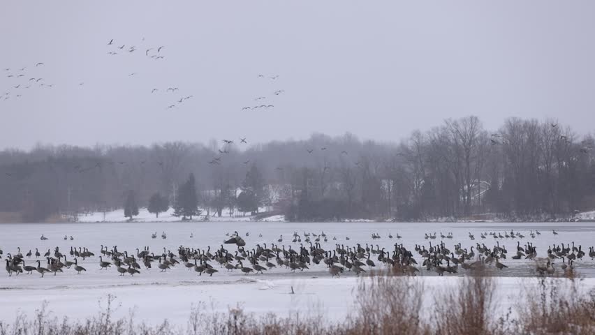 Large Flock of Canadian Geese Flying Over Snowy Lake
