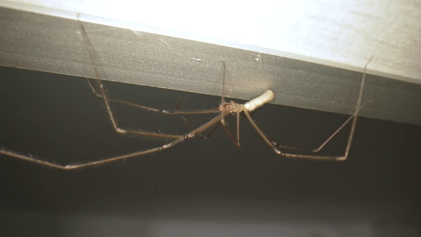Cellar Spider Hanging Under Surface indoors, macro. Long Legged Spider Closeup, Daddy long legs Spider. House Spider in Dark Room Corner. Thin Legged Arachnid Inside Apartment. Pholcus phalangioides