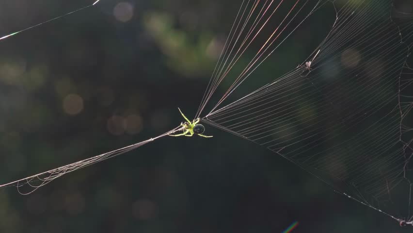 Green spider moving on web in early morning backlighting 