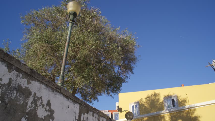 Olive tree and old courtyard walls near Santo Amaro in Lisbon, Portugal under clear blue sky