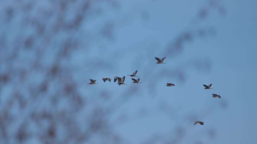 A flock of grey herons Ardea cinerea flies in the sky