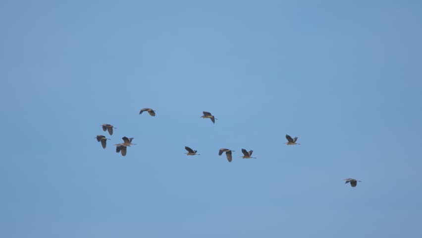 A flock of grey herons Ardea cinerea flies in the sky