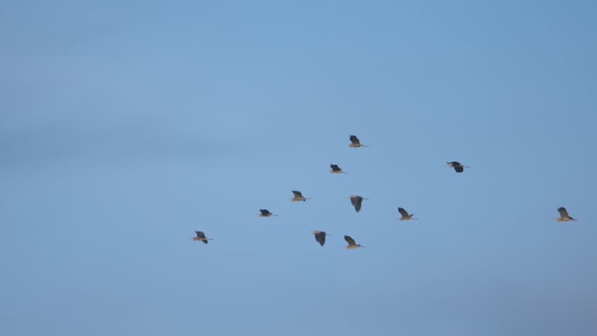 A flock of grey herons Ardea cinerea flies in the sky