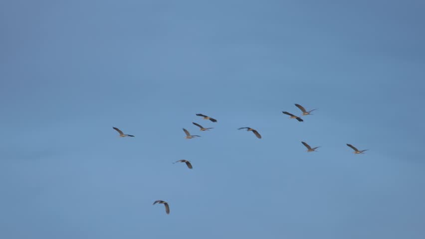 A flock of grey herons Ardea cinerea flies in the sky