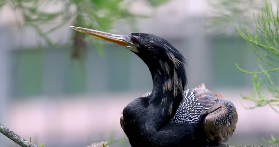 Anhinga, also commonly known as the snakebird on the tree branch , close up view.