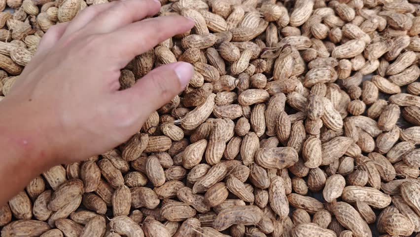 A hand reaching for fresh peanuts scattered on a surface, showcasing their earthy texture and natural appeal.