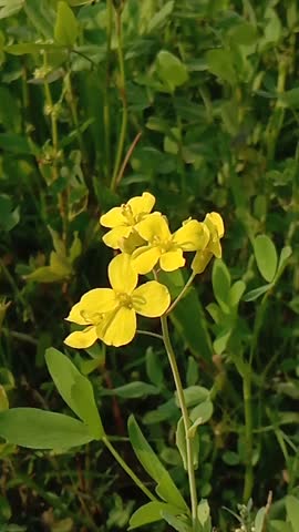 Mustard Flower blooms in gentle breeze, Video 
