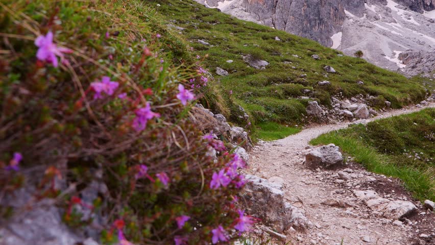 View through pink alpine flowers onto hiking trail in  Dolomites. Scenic mountain path, vibrant blooms,  serene atmosphere of travel,  adventure. 