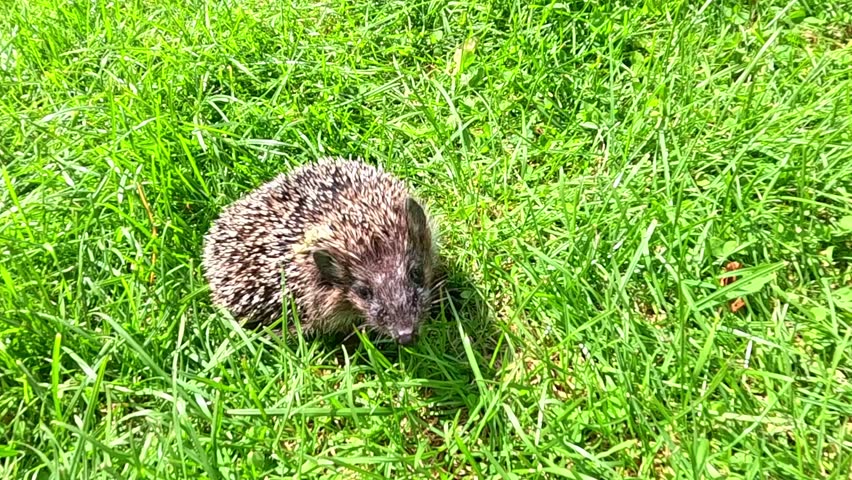 Small hedgehog walks slowly through vivid green summer grass, moving steadily forward in daylight, displaying calm wildlife behavior in natural outdoor setting