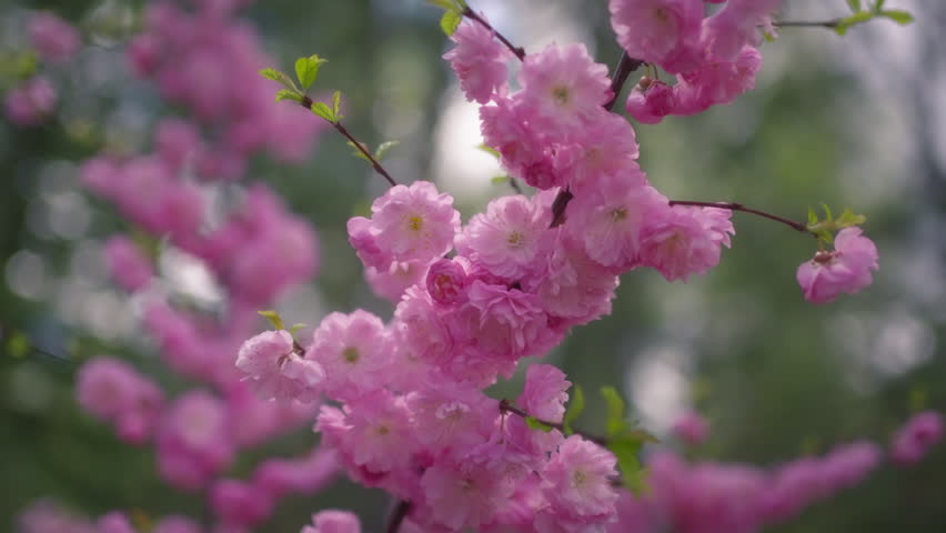 Cherry tree blossoming in spring with pink flowers. Slow motion, close up.
