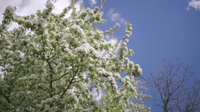 Apple trees blooming with white flowers in spring against blue sky background. Slow motion. - Powered by Shutterstock - Get 15% off with code: PIKWIZARD15