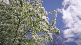 Apple trees blooming with white flowers against blue sky background. Slow motion. - Powered by Shutterstock - Get 15% off with code: PIKWIZARD15