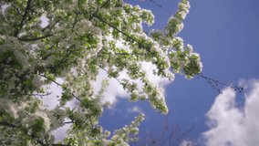 Apple trees blossoming against blue sky background. Slow motion. - Powered by Shutterstock - Get 15% off with code: PIKWIZARD15