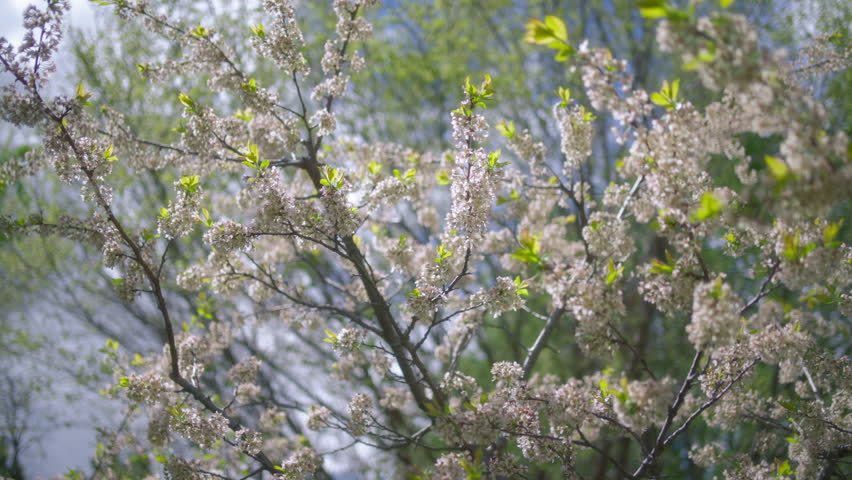 White flowers blooming on a fruit tree in spring in the park. Slow motion.