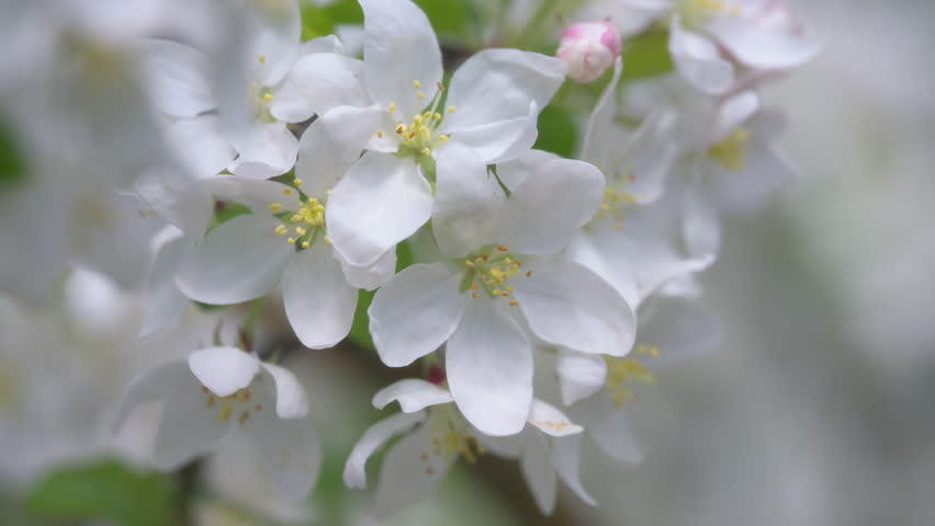 Close up of white flower petals on an apple tree blooming in spring. Slow motion.