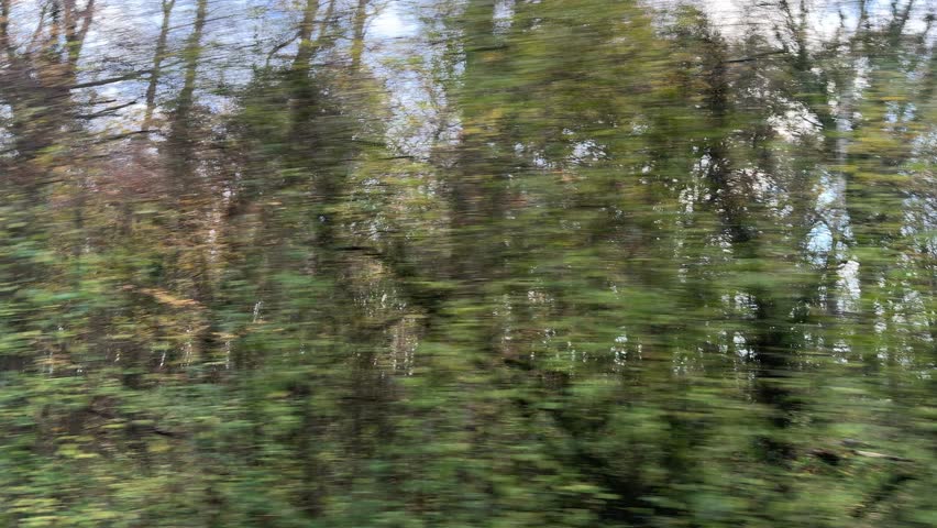 Side view of forest trees passing by from a moving vehicle in autumn