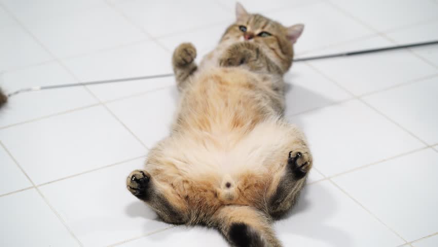 Relaxed Domestic Cat Lying on Its Back, Showcasing Furry Belly and Playful Paws, Capturing Cute and Carefree Moment on Tiled Floor